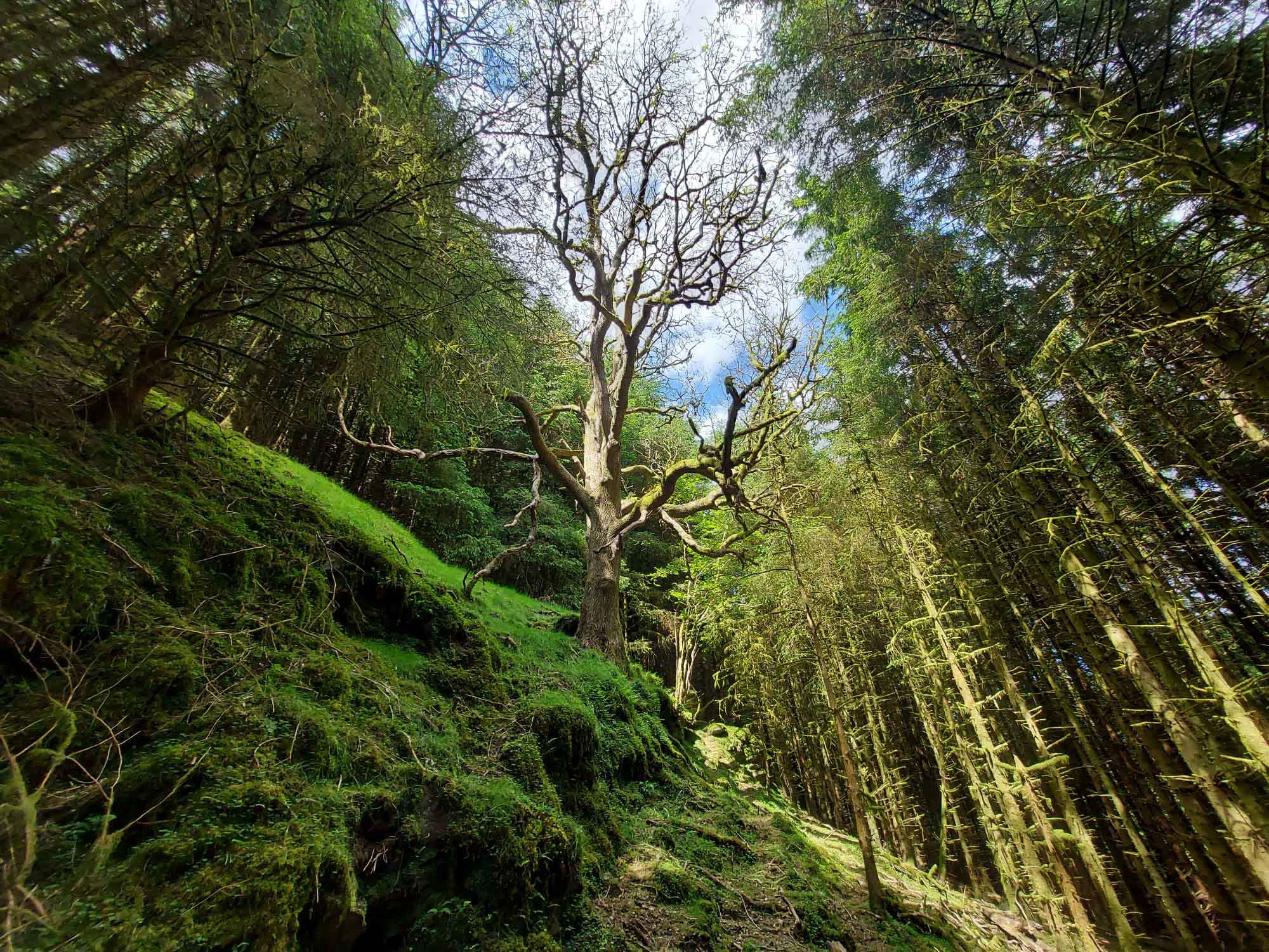 Ecology Forestry Euroforest