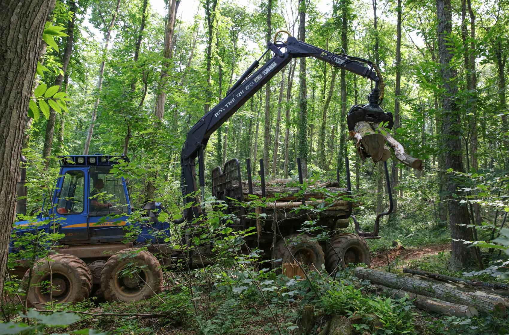 Thinning machinery in the forest