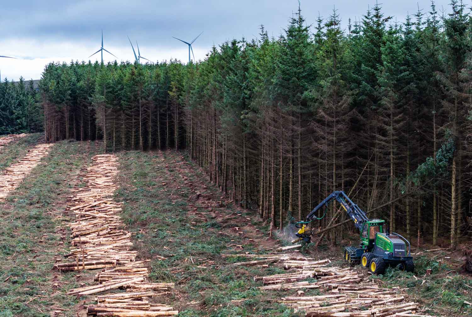 Clearfelling Euroforest