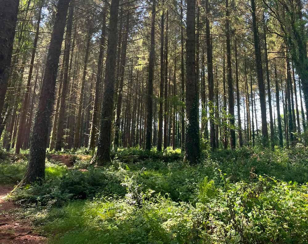 Dense woodland with sun streaming through