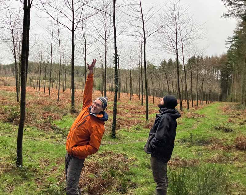 operatives reaching up to the trees