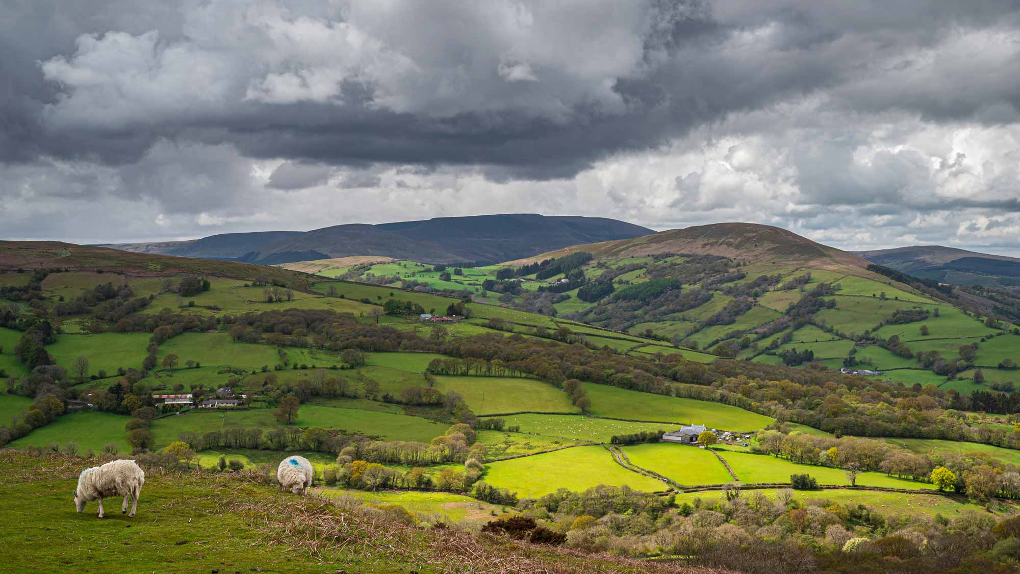sheep grazing in foreground mix or forest and farmland