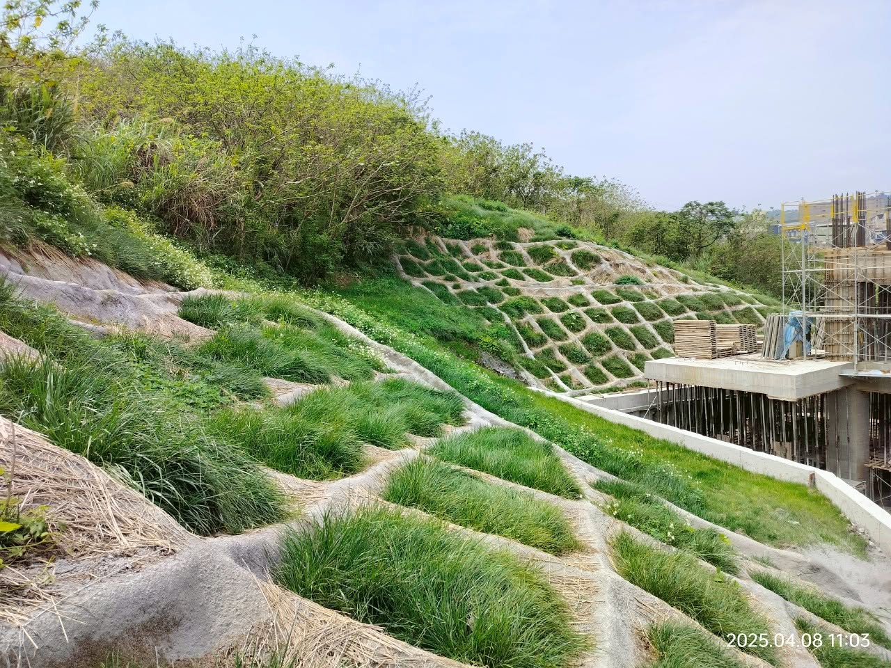 龜山廠邊坡水保工程完工後格梁植生邊坡