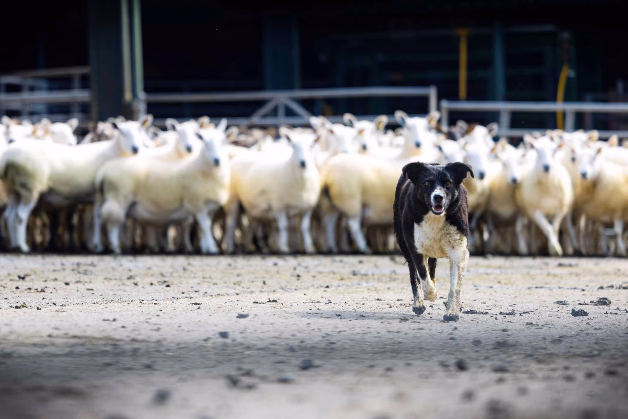 Farmstock Sales & Wanted