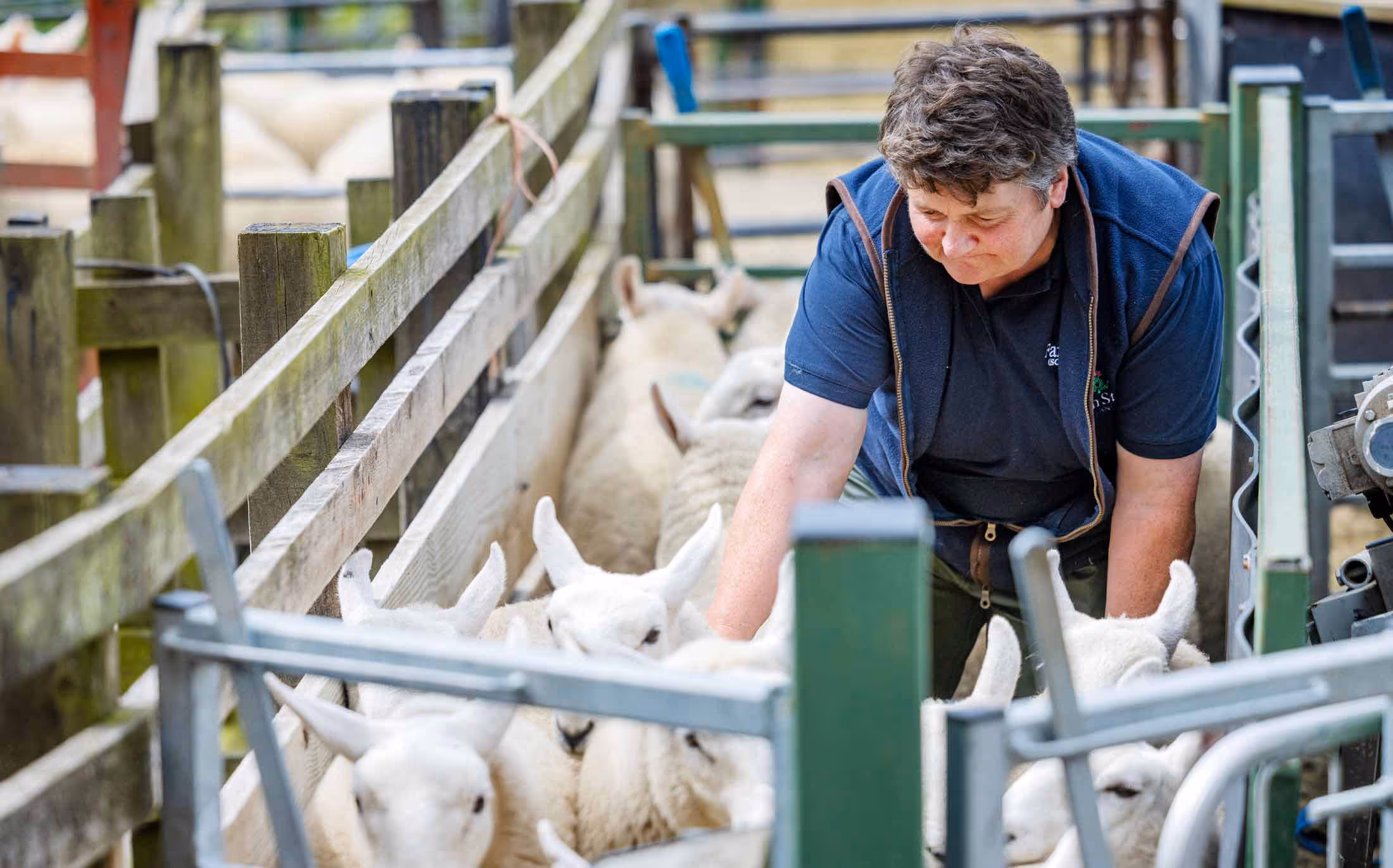 Farm-Stock-Scotland-Abattoirs-trade