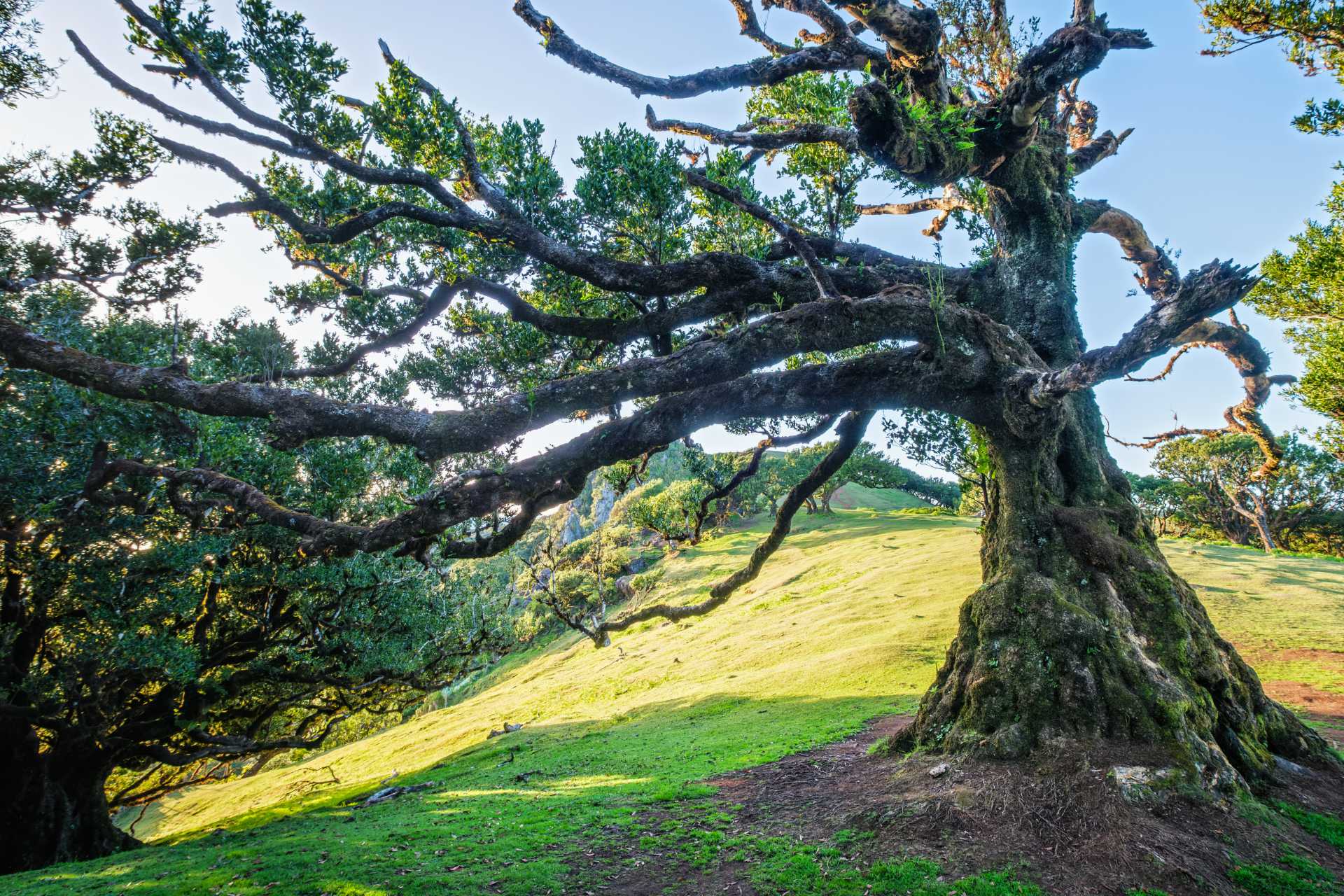 Árbol en bosque