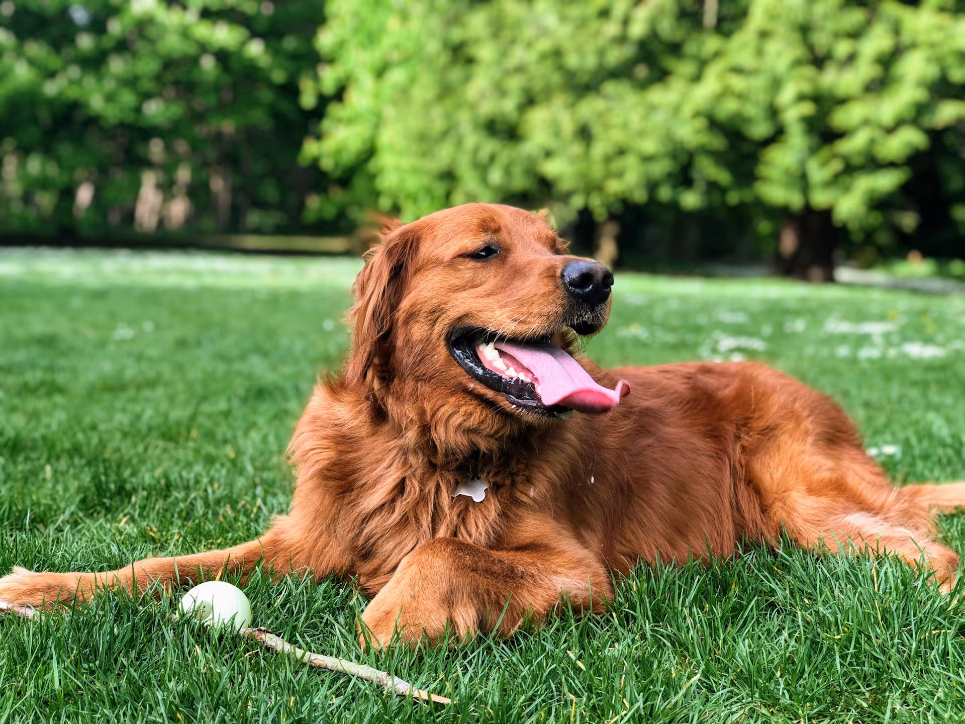 Ruhiger Golden Retriever liegt auf grünem Gras mit herausgestreckter Zunge und einem Ball in der Nähe.