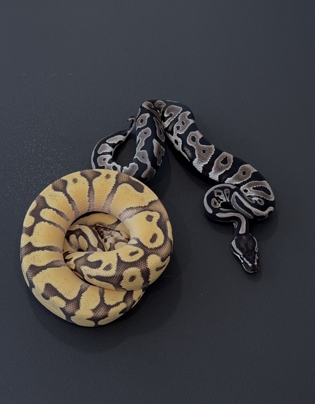 Pitones_con_diferencia_de_color_en_fases