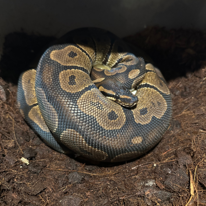 Piton Bola Hembra en huevos