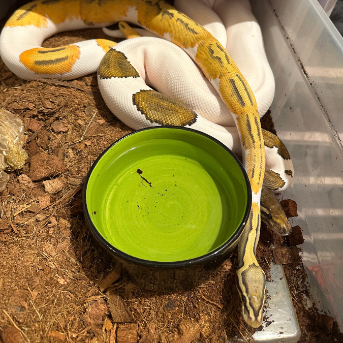 Piton Macho cortejando hembra pre copula