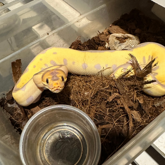Cria de Piton bola esperando comida