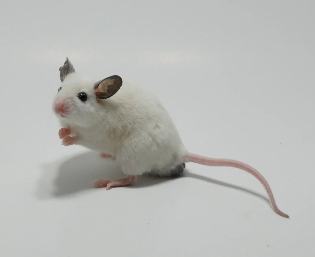 Rata africana de pelo suave (African Fur rat)