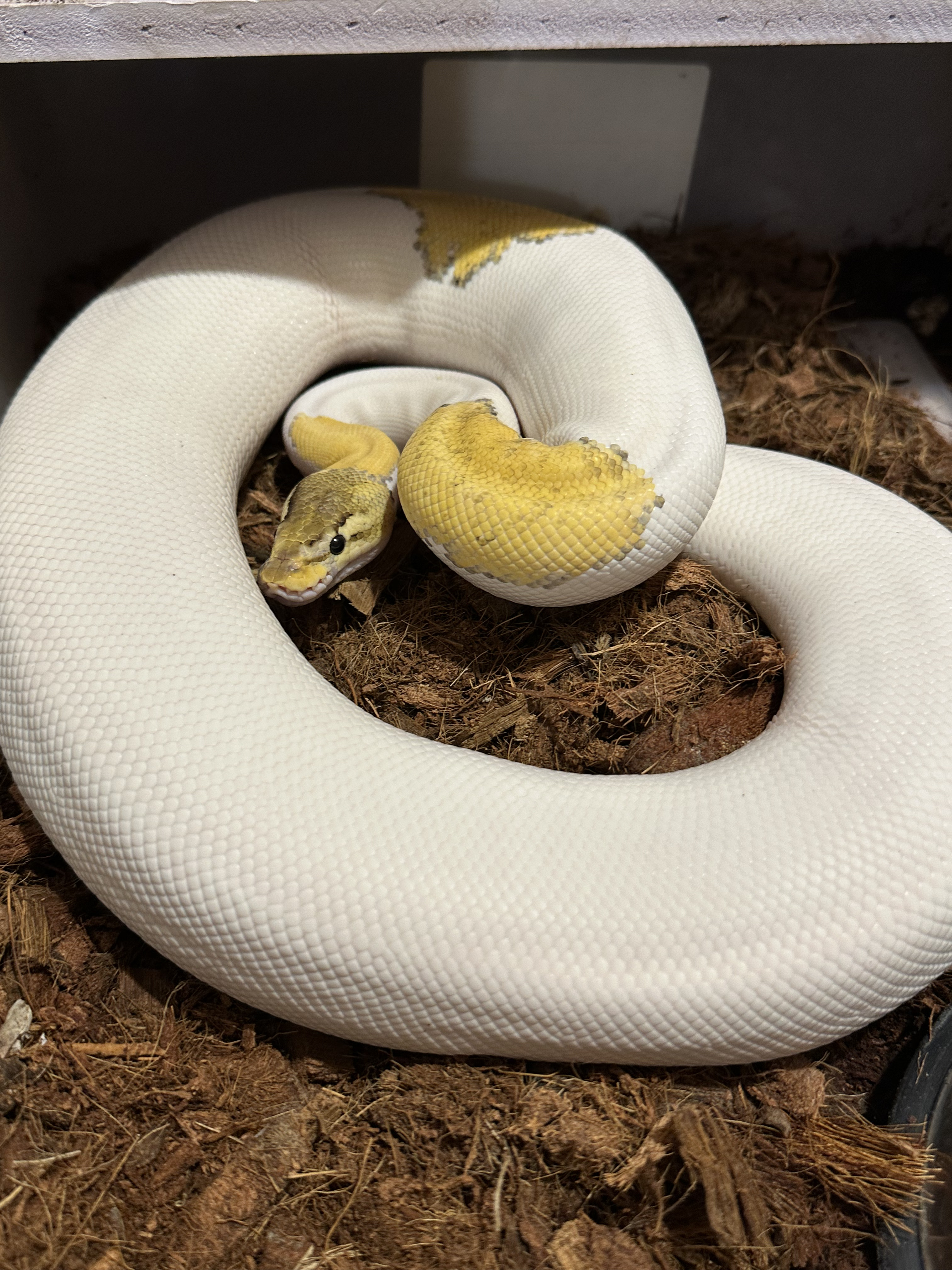 Hembra adulta, desarrollo folicular temprano