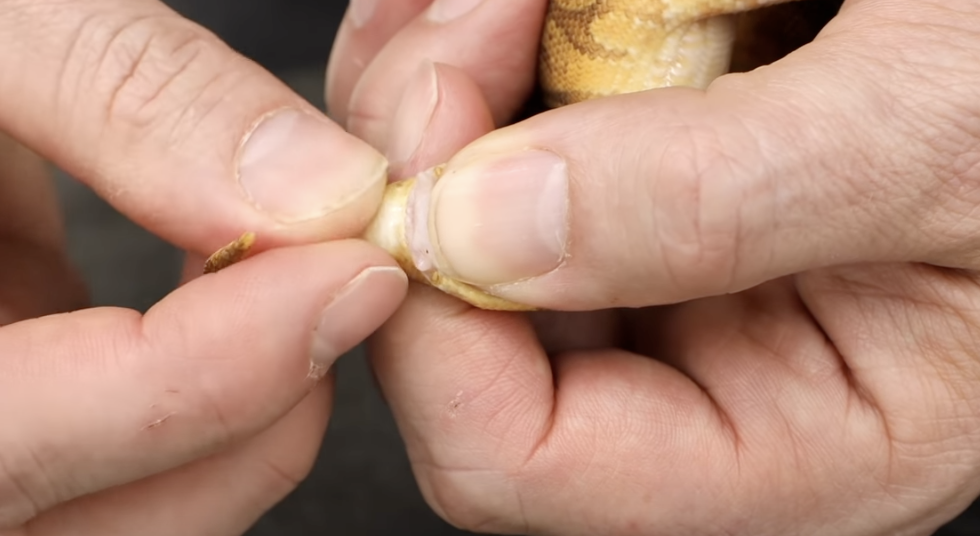 Glándulas de pitón bola