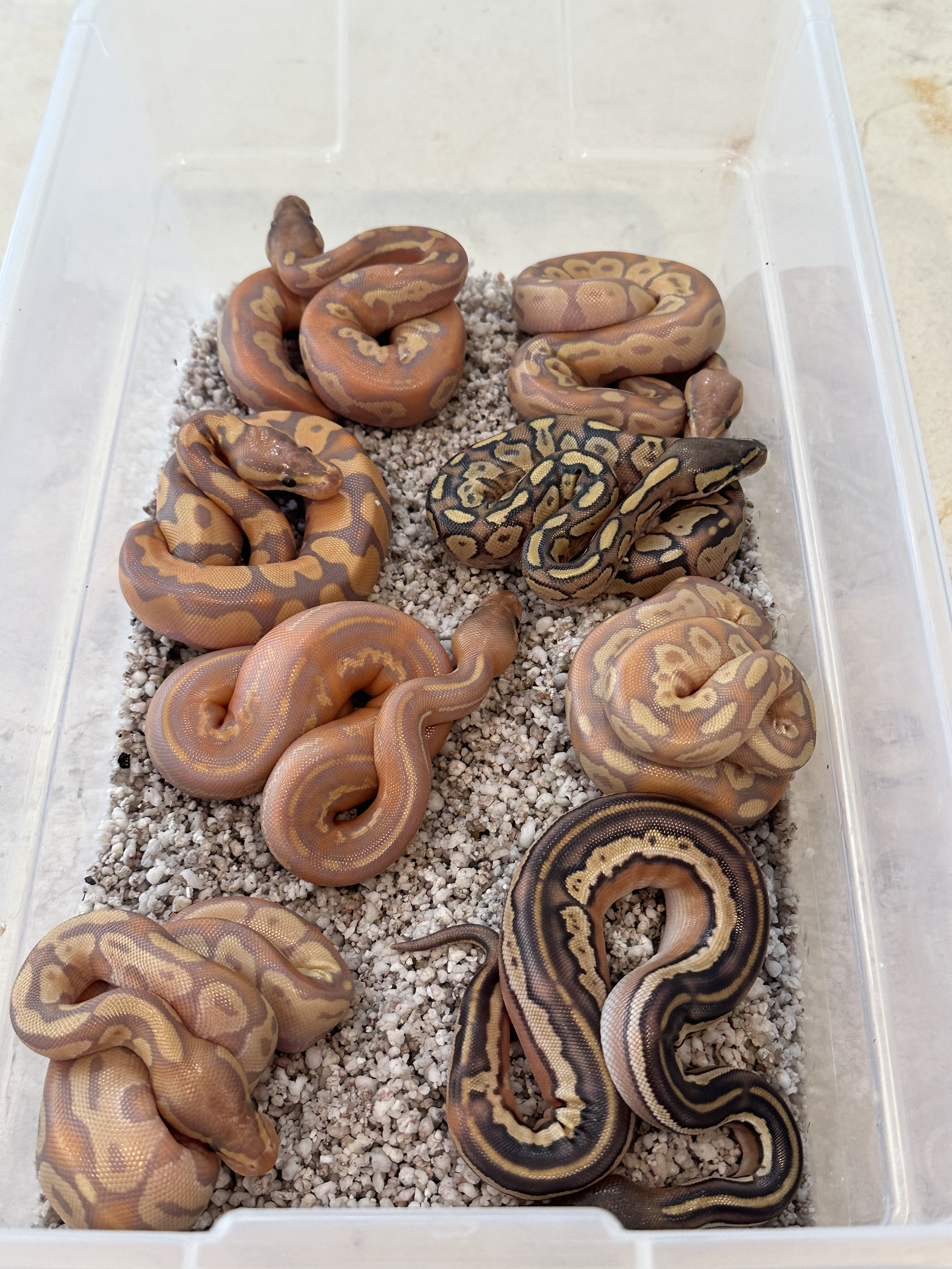 Crías de piton bola de fase