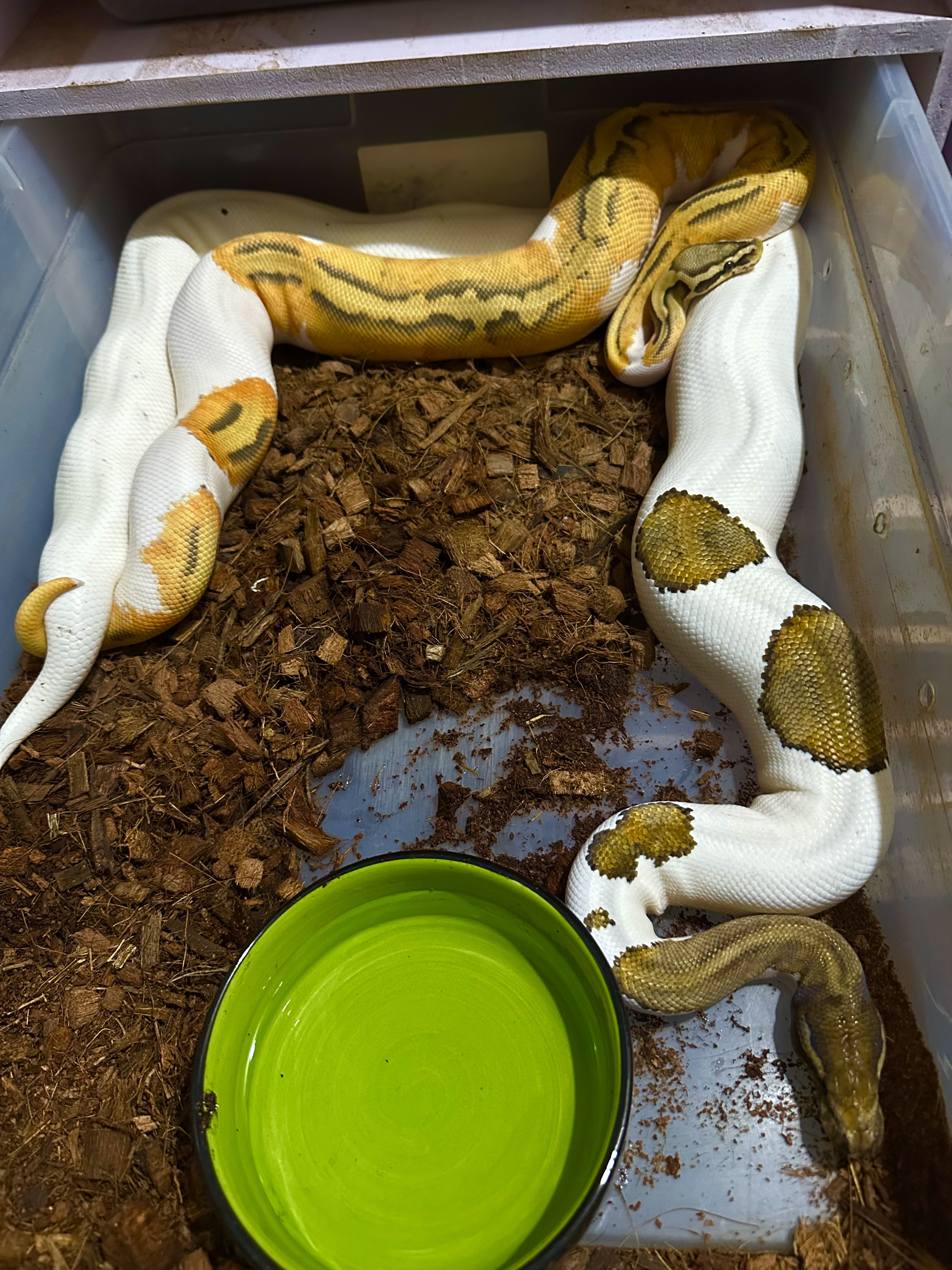 Cópula entre pitones bola