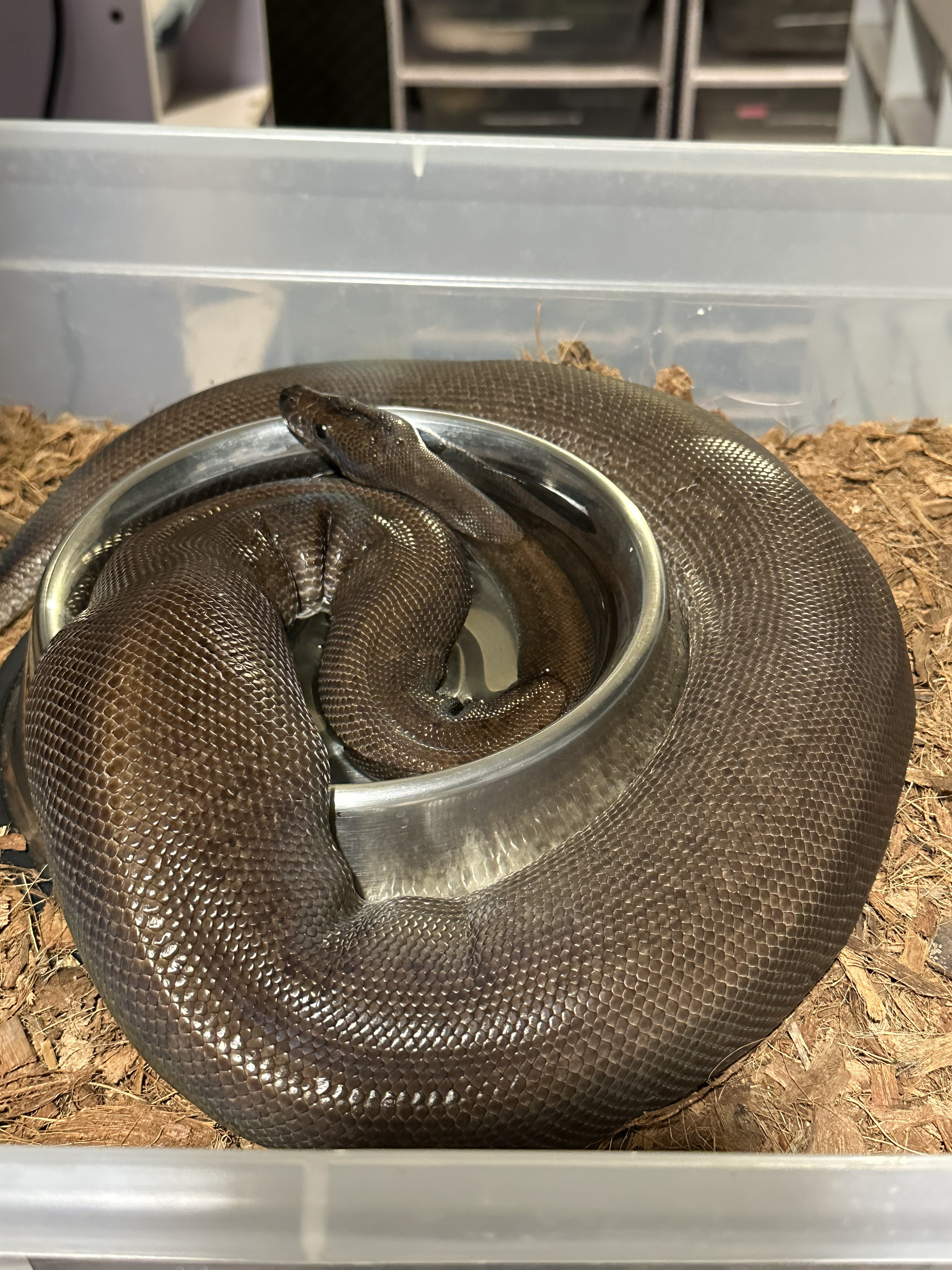 Bowl wrapping de pitón bola