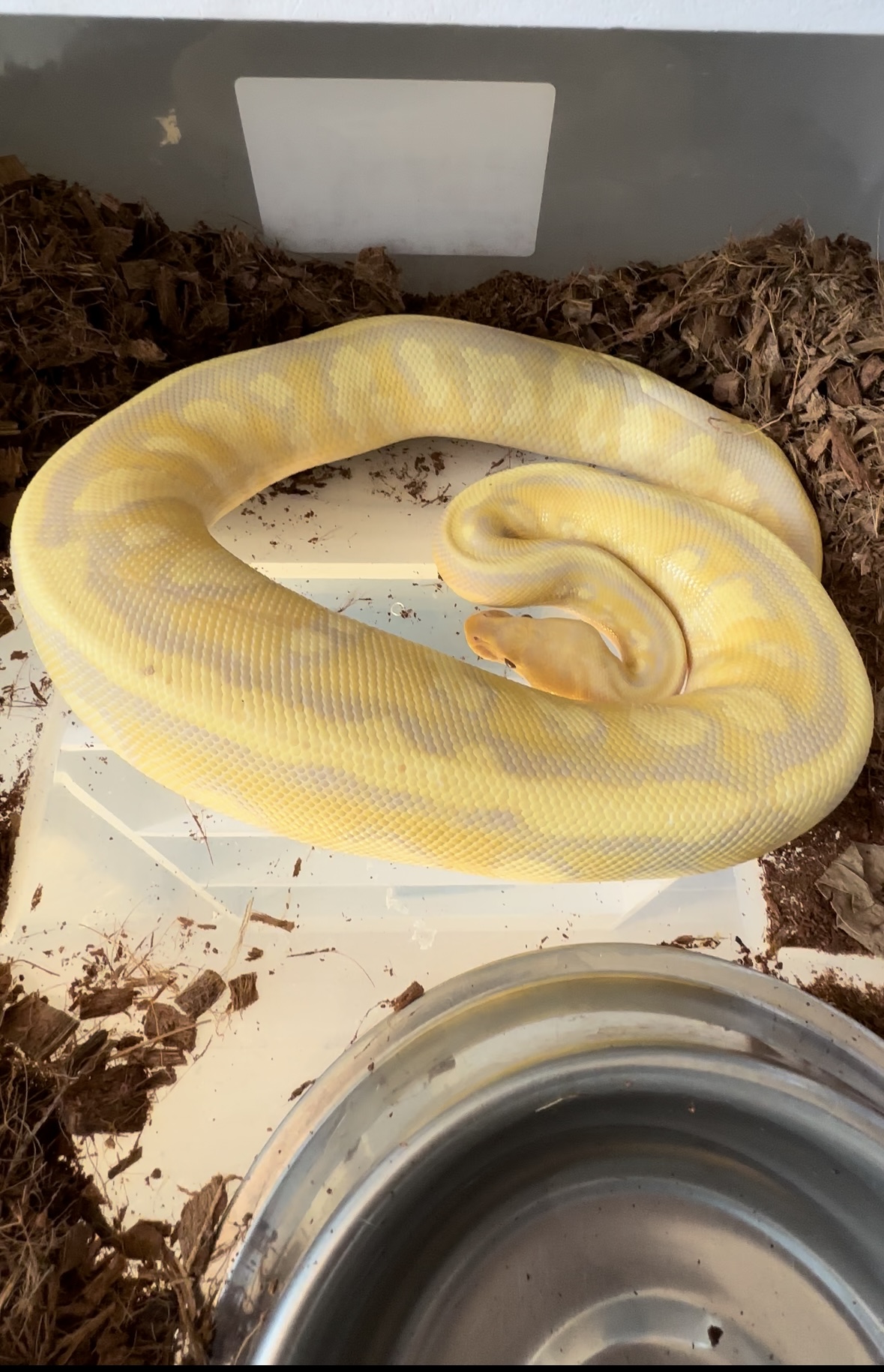 Hembra de piton bola ovulando