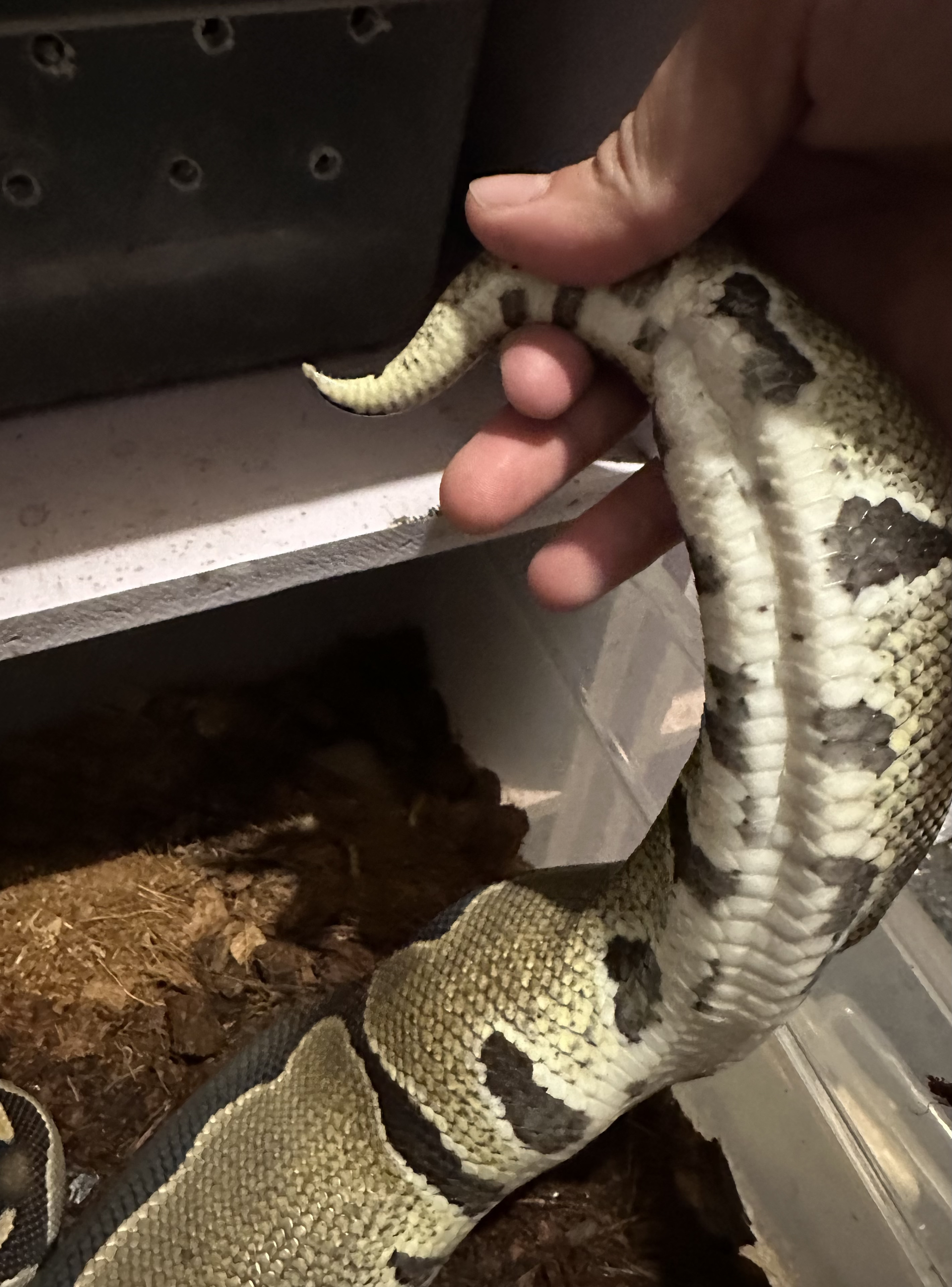 Cola succionada pitón bola