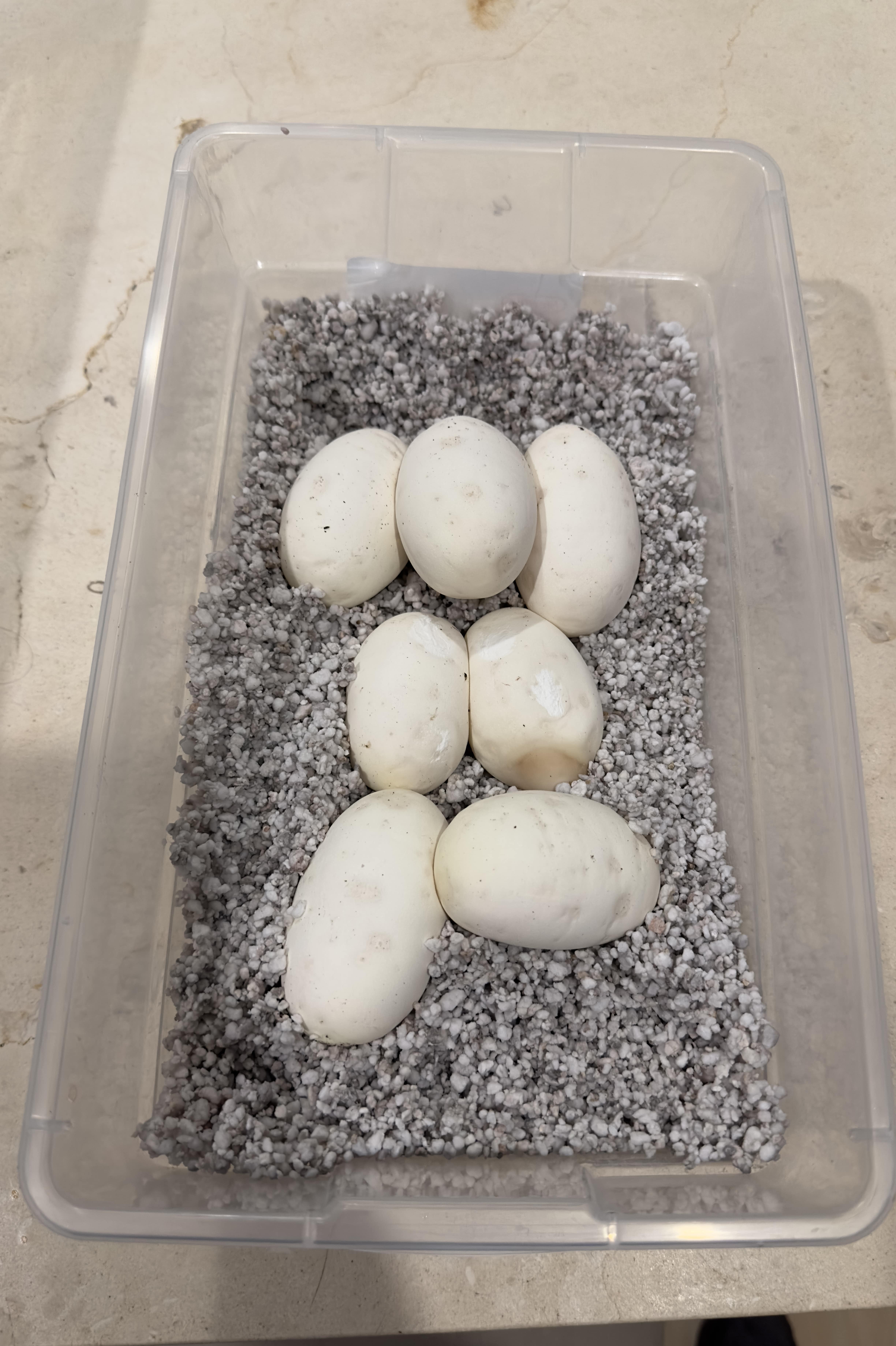 Huevos de pitón bola en perlita