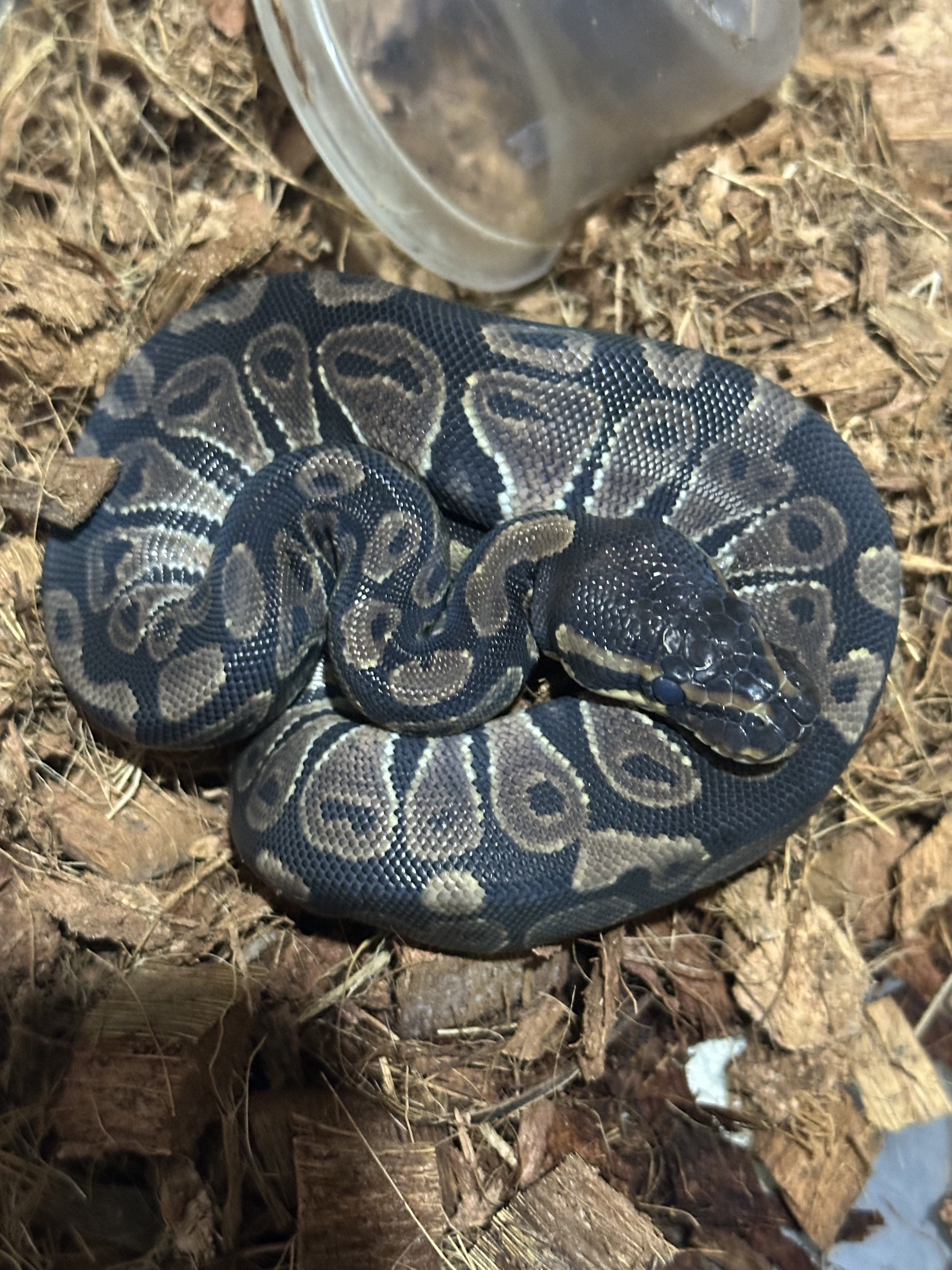 Pitón bola enrollada