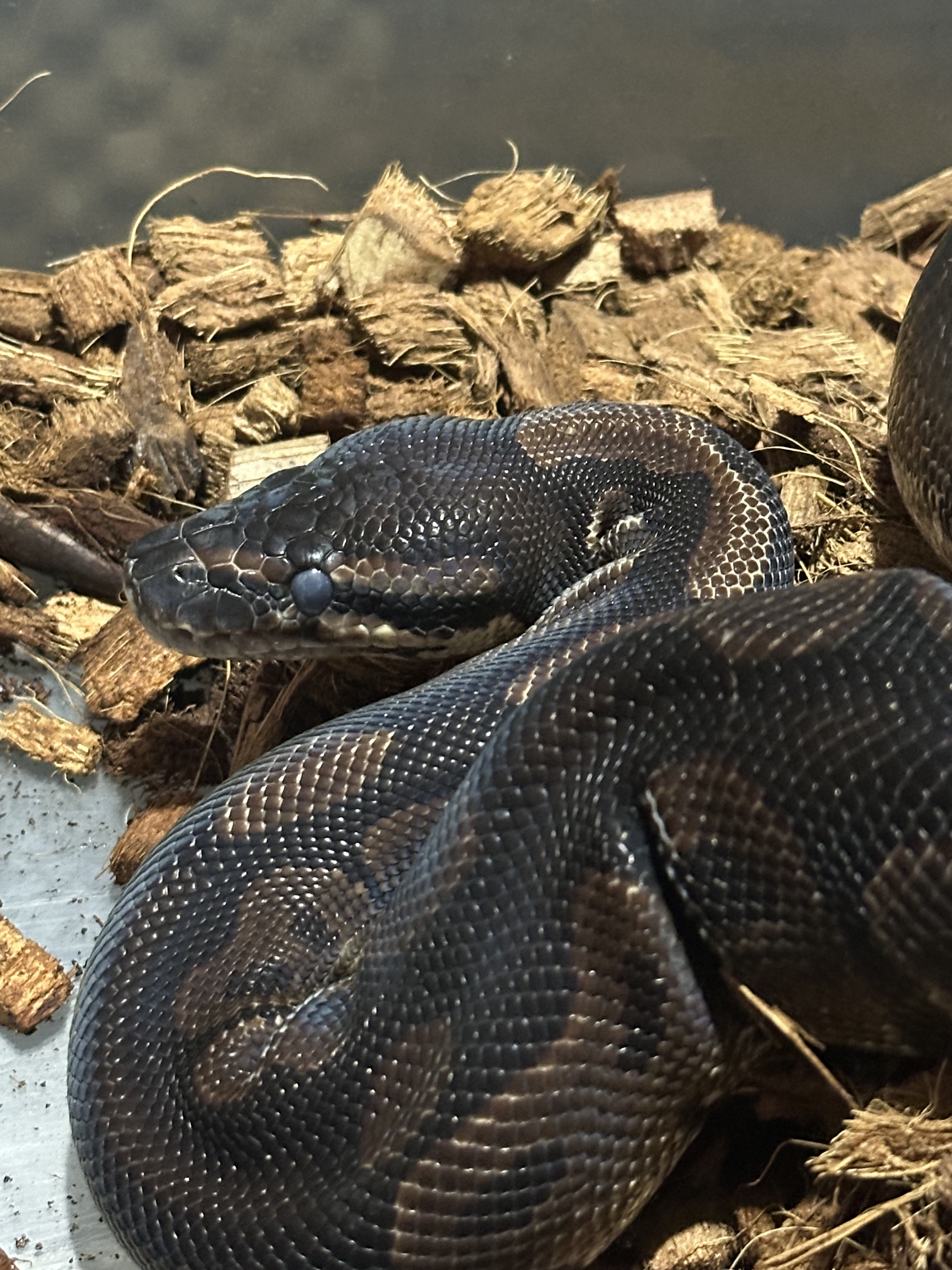 Ojos en muda de pitón bola