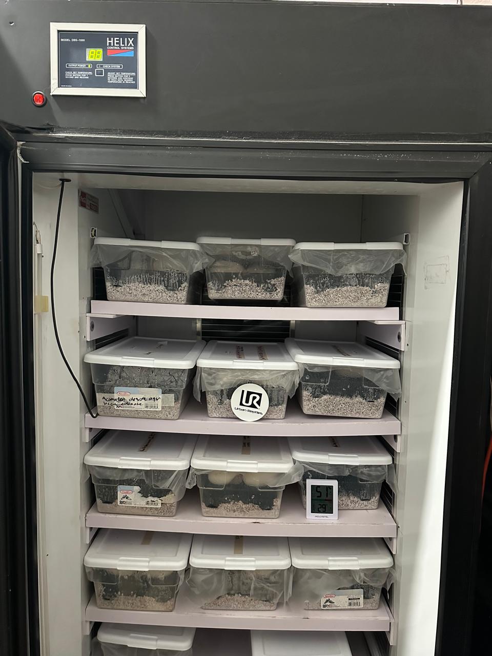 Incubadores y hábitat pitón bola