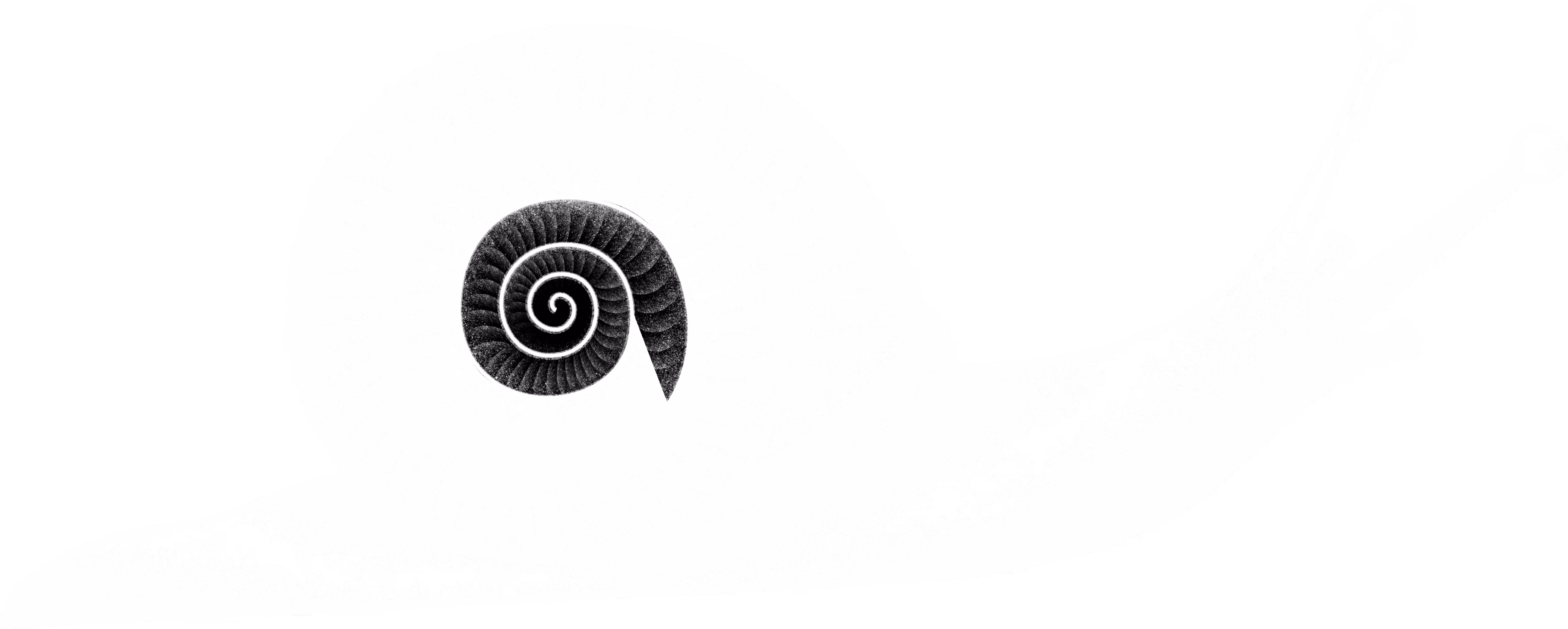 Detailed black-and-white stippled illustration of a snail with a spiraled shell, shown in a side profile against a dark background.