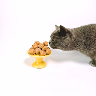 Gray cat sniffing a pedestal of round treats on a white background.