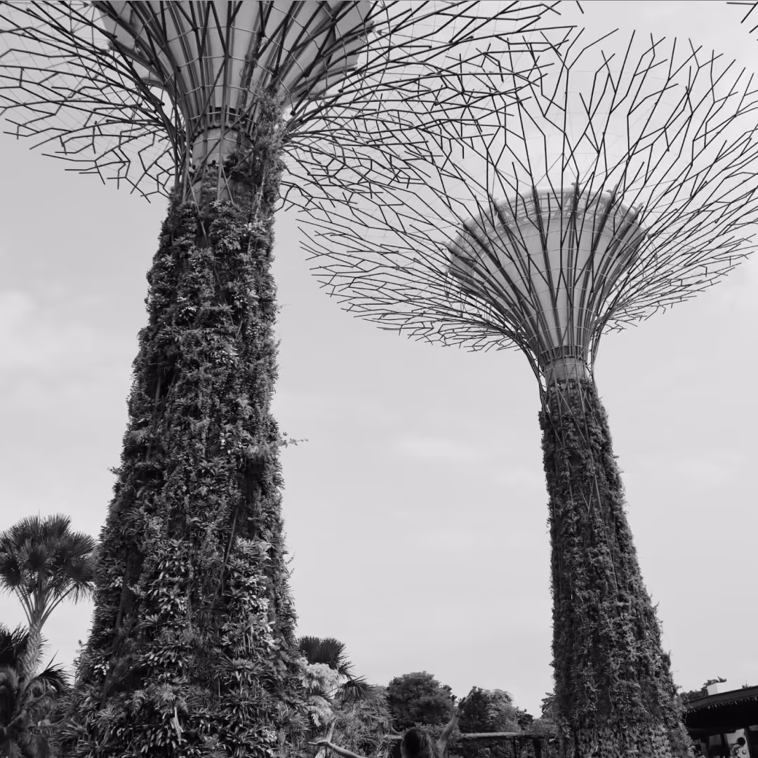 Black-and-white photo of Singapore’s Supertree Grove at Gardens by the Bay, showing towering vertical gardens with lattice-like canopies.