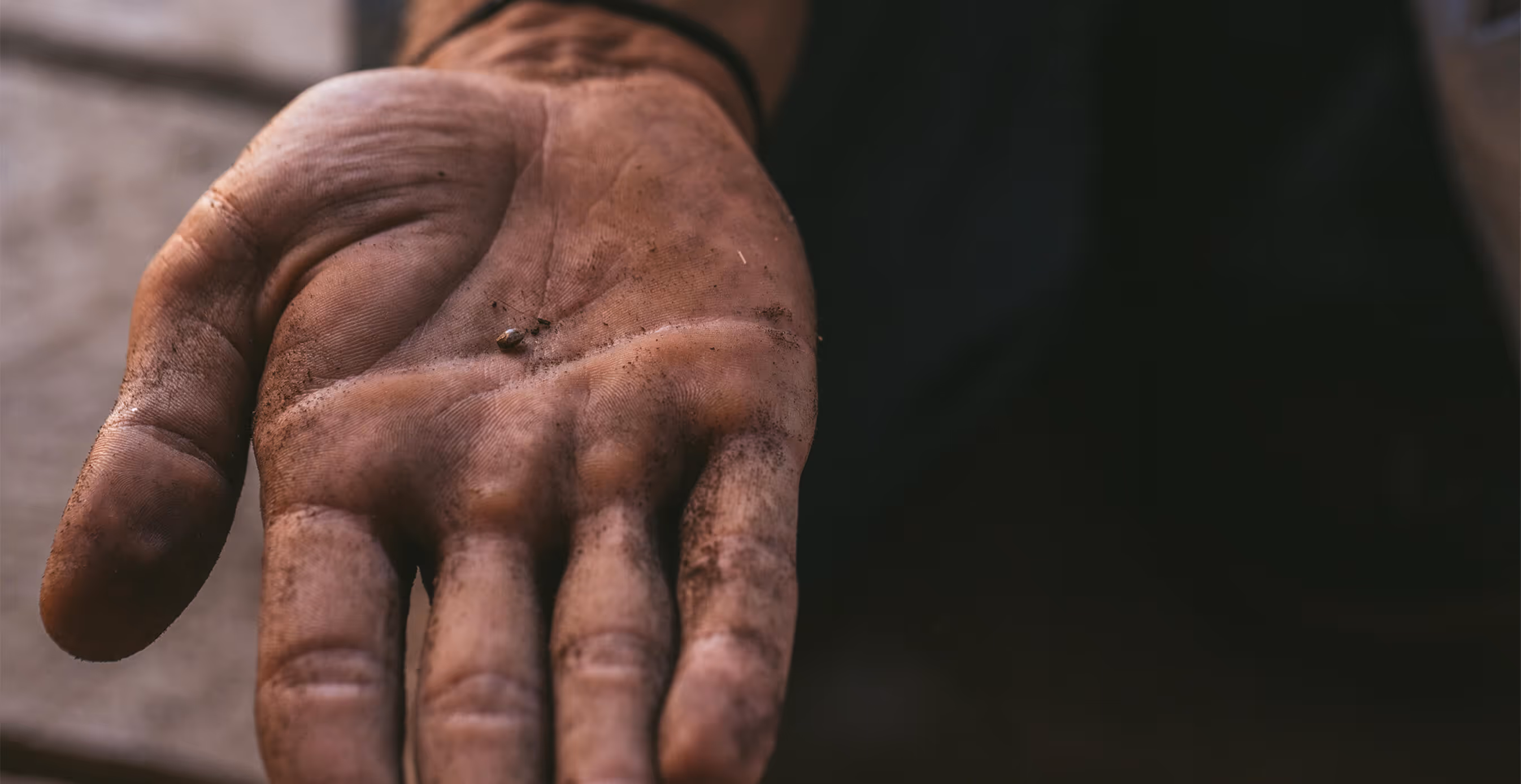 Close-up of a farmer’s dirt-covered hand holding a single hemp seed, symbolizing cultivation and origins.