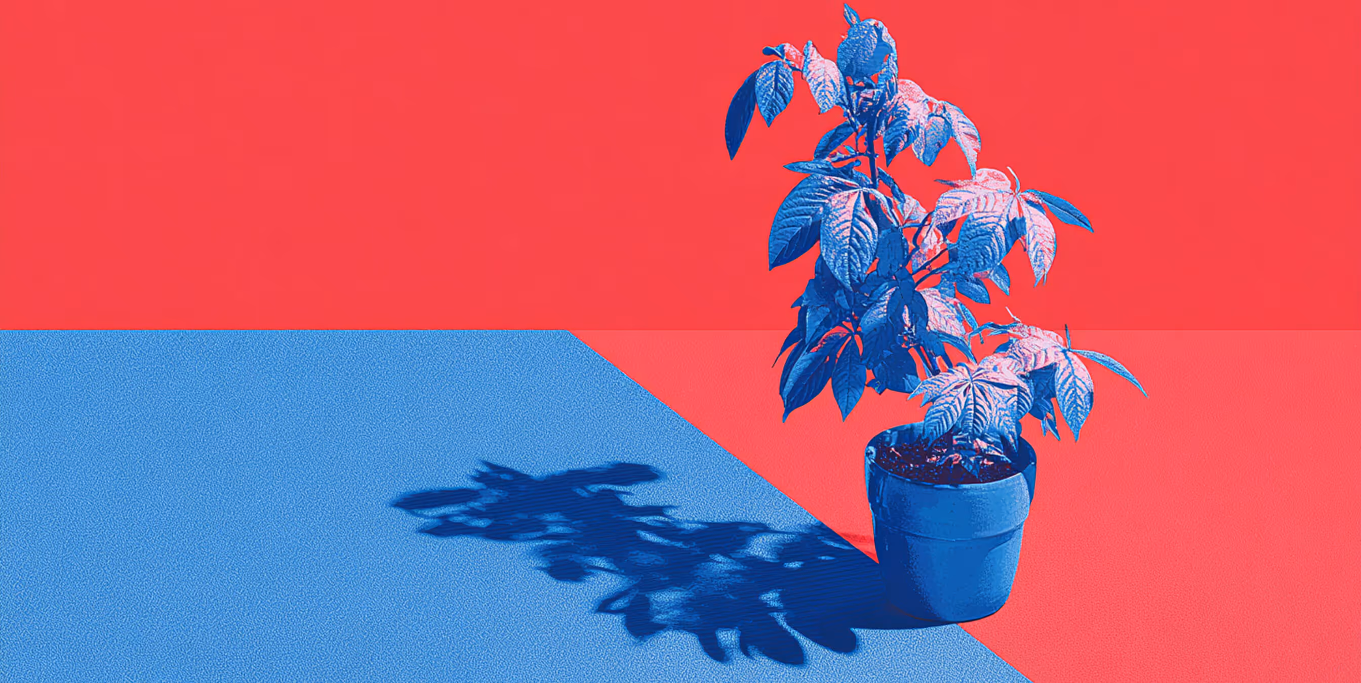 Potted plant casting a shadow on a red and blue surface, representing growth, stability, and system renewal.