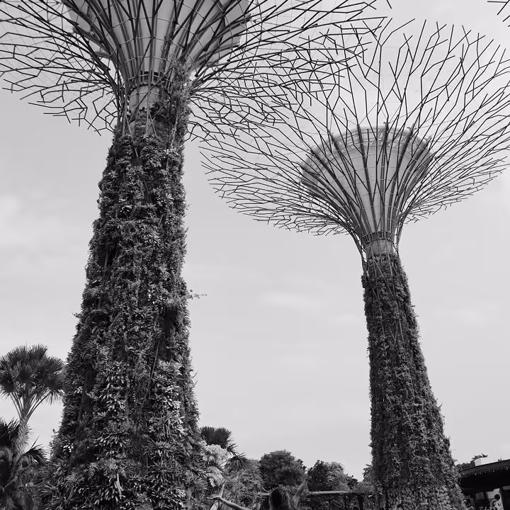 Black-and-white photo of Singapore’s Supertree Grove at Gardens by the Bay, showing towering vertical gardens with lattice-like canopies.