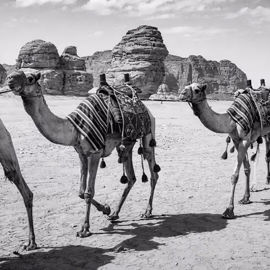 Black and white image of camels walking across a desert landscape with rock formations in Saudi Arabia.
