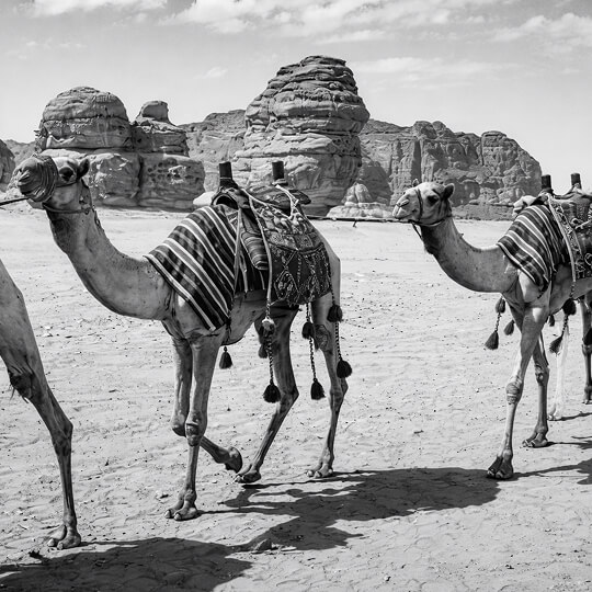 Black and white image of camels walking across a desert landscape with rock formations in Saudi Arabia.