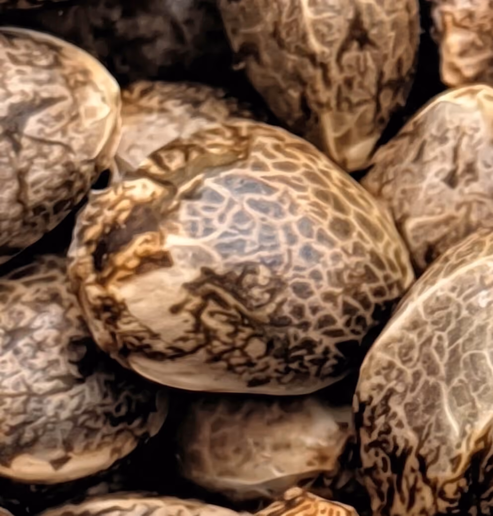 Close-up macro image of cannabis seeds with detailed marbled textures and natural earthy tones.