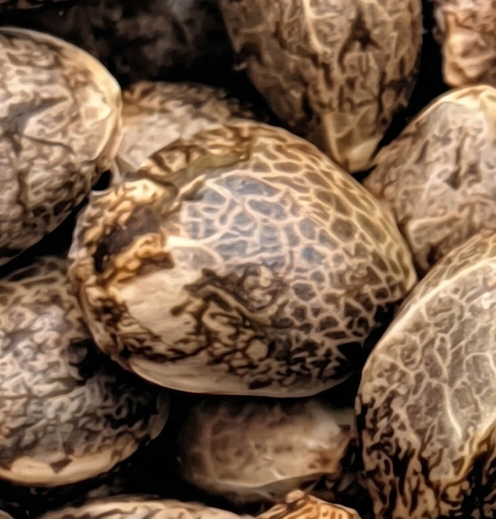 Close-up macro image of cannabis seeds with detailed marbled textures and natural earthy tones.