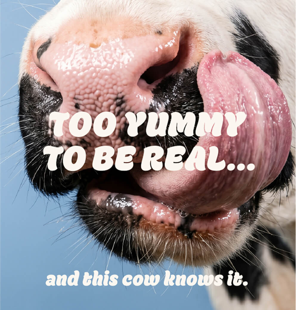 Close-up of a cow licking its nose with playful Whipché campaign messaging, reflecting the brand’s humorous personality and dairy-inspired marketing.