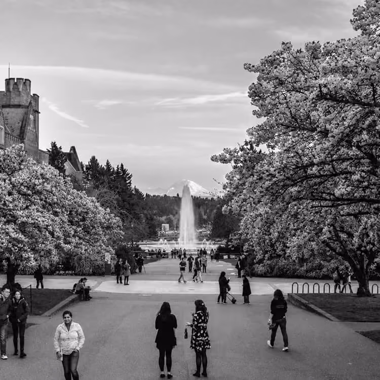 University of Washington’s Quad during spring bloom, with cherry blossom trees framing Drumheller Fountain and Mount Rainier in the distance.