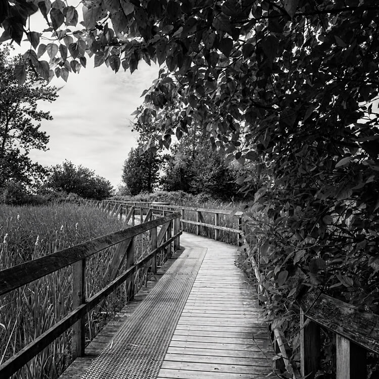 Black and white image of a wooden boardwalk trail through lush greenery in Surrey, British Columbia.