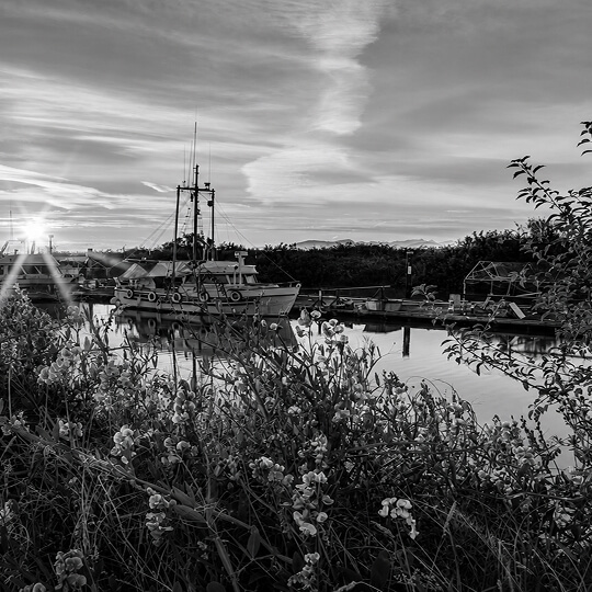 Fishing boat docked along Richmond’s scenic waterfront at sunset, surrounded by blooming wildflowers and calm marina waters.