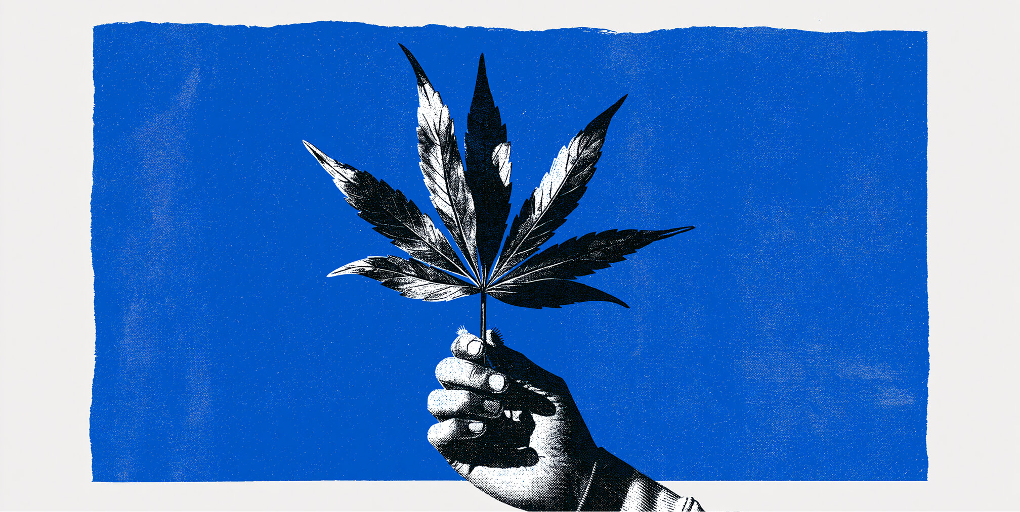 Hand holding a cannabis leaf against a bold blue background, representing cannabis branding, marketing, and industry growth.
