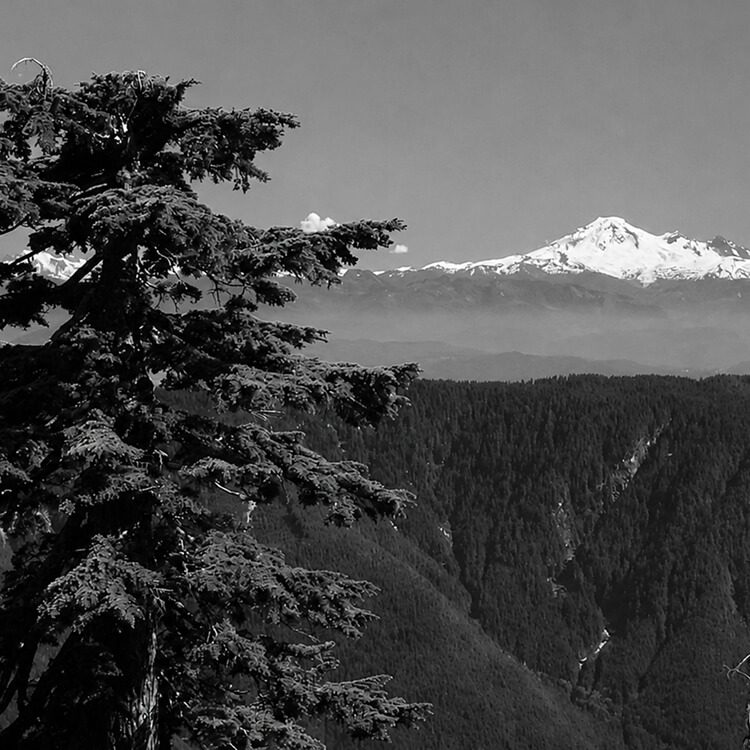 Black-and-white mountain landscape framed by evergreen branches, with a snow-covered peak rising above a forested valley.