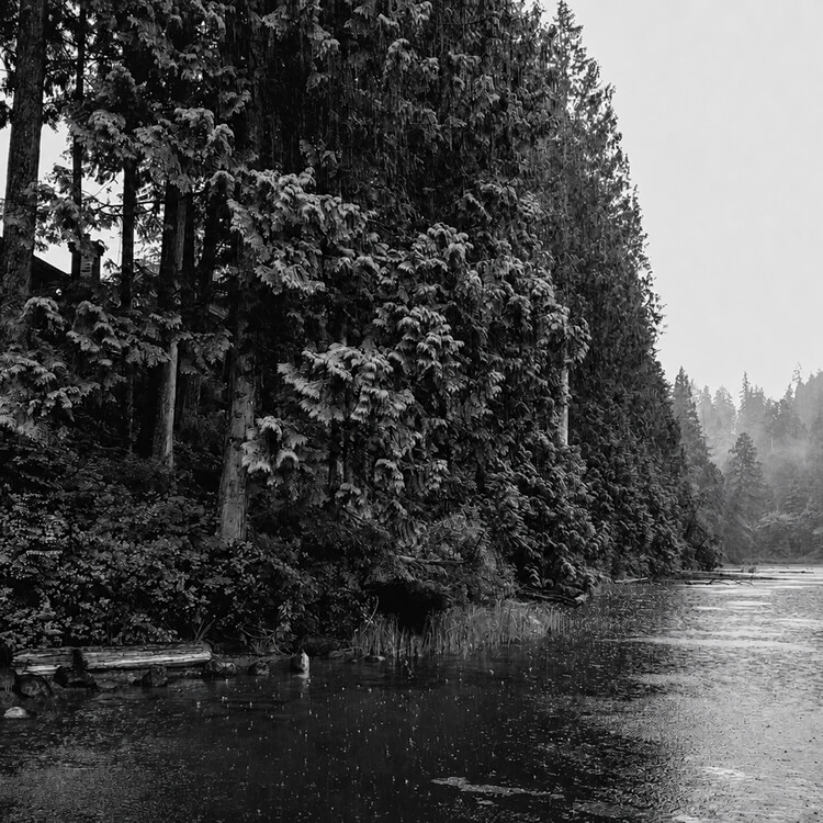 Black-and-white view of a calm forest lake bordered by dense evergreen trees and misty woodland.