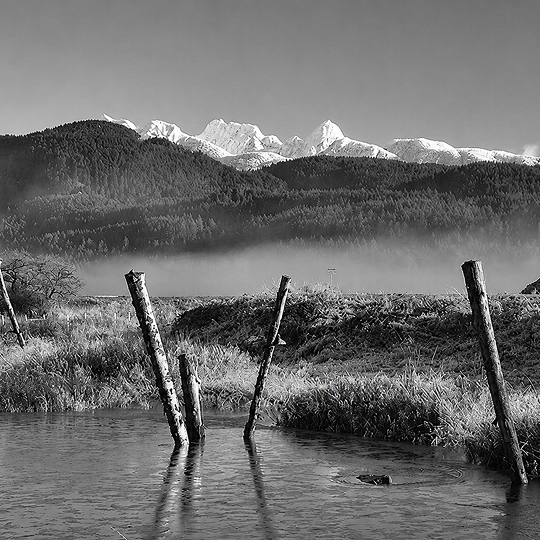 Snow-capped mountains rise beyond wetlands and weathered wooden posts in the natural landscape of Pitt Meadows, British Columbia.