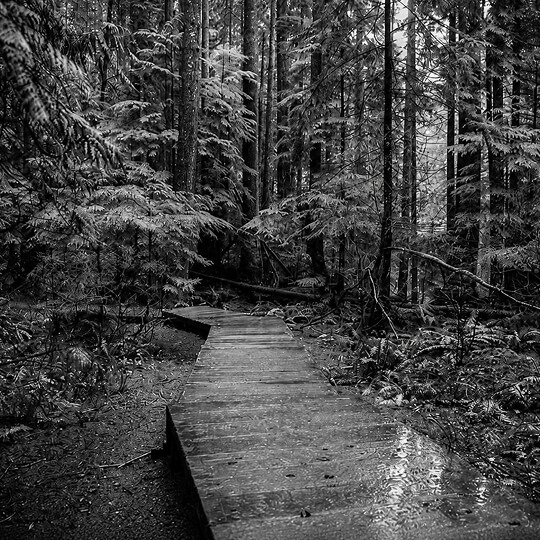 Wooden boardwalk winds through a dense evergreen forest in Delta, British Columbia.