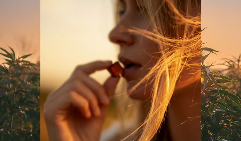 Woman holding a gummy near her mouth in a sunlit cannabis field at golden hour.