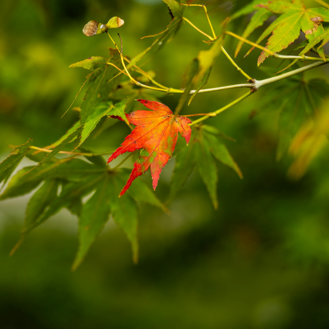 Transition planning for an Asian bank