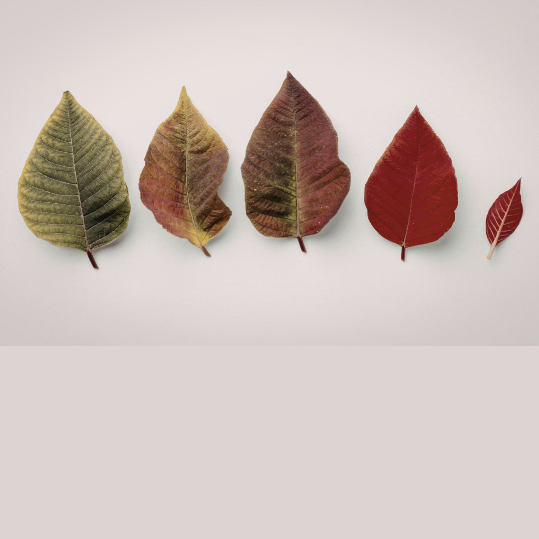 Turning ambition into action: A guide to regulatory shifts in transition planning