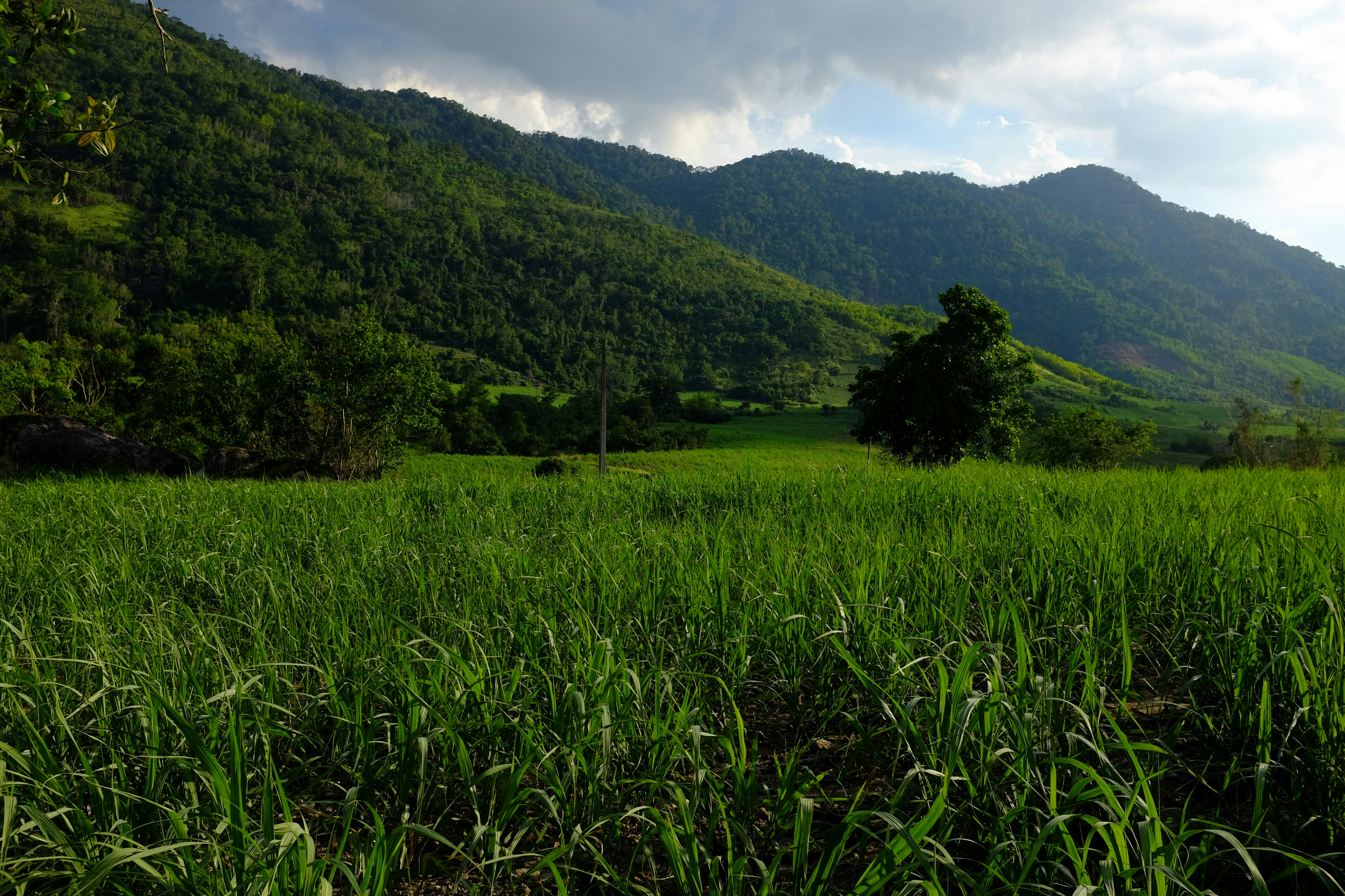Evaluating Bonsucro’s Climate Initiatives
